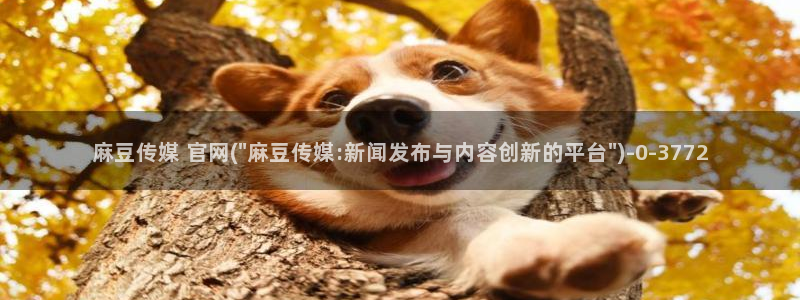 麻豆视频推荐